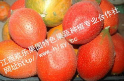 吃瓜天堂吃瓜网,51朝阳吃瓜网，带你畅游瓜界盛宴