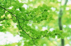 赞美春天的优美句子,诗意盎然——赞美春天的优美句子集锦