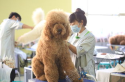 哈尔滨宠物美容学校,培养专业宠物美容师的摇篮