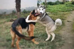 牧羊犬打架,原因分析及解决策略